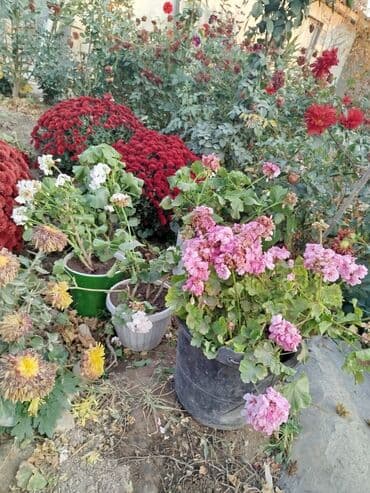 Продается цветы разных видов. Цена от 25сом до 5000тыс сом. В наличии at lalafo.kg Продается цветы разных видов. Цена от 25сом до 5000тыс сом. В наличии