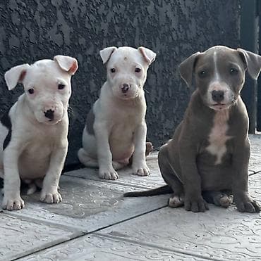 Питбуль, 1 месяц, Самец at lalafo.kg Питбуль, 1 месяц, Самец