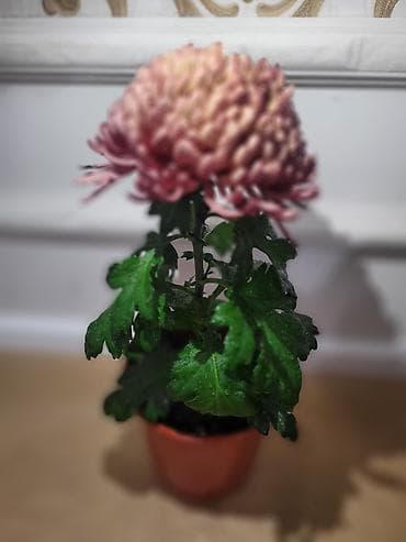 Хризантемы в горшках (мультифлора, крупноцветковые) - Разные окраски at lalafo.kg Хризантемы в горшках (мультифлора, крупноцветковые) - Разные окраски