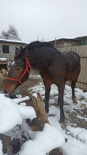 Продаю | Жеребенок | Рабочий, Конный спорт at lalafo.kg Продаю | Жеребенок | Рабочий, Конный спорт