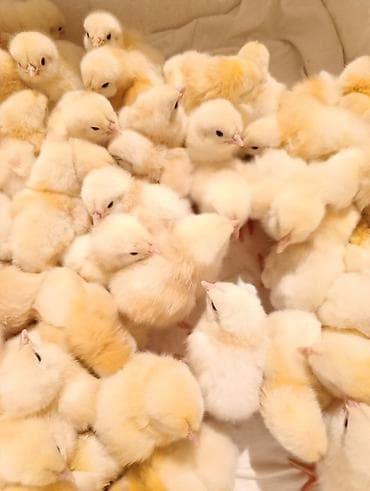 Адлер суточные цыплята 80 сом at lalafo.kg Адлер суточные цыплята 80 сом