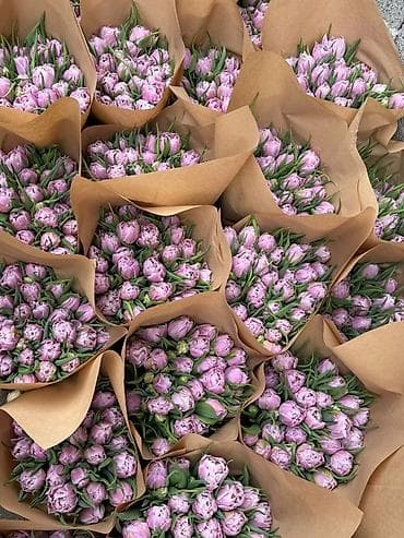 Тюльпаны срезанные – сезонные сорта в оттенках розового и лилового.с at lalafo.kg Тюльпаны срезанные – сезонные сорта в оттенках розового и лилового.с