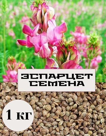 Семена эспарцета — 1 кг - Культура: эспарцет (медоносная и кормовая at lalafo.kg Семена эспарцета — 1 кг - Культура: эспарцет (медоносная и кормовая