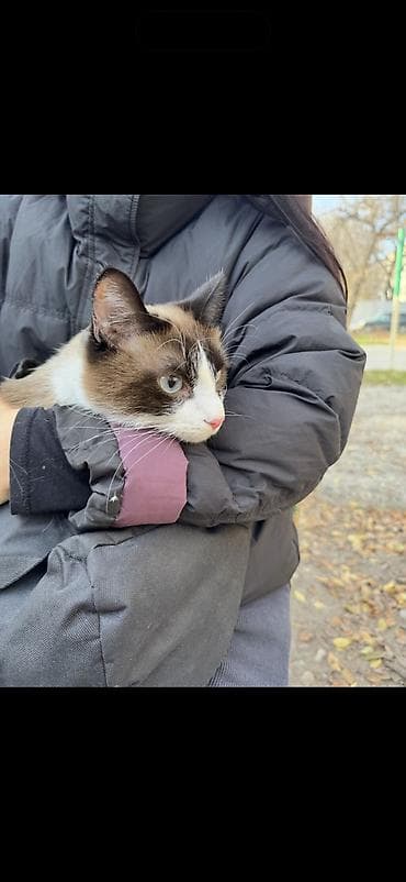 2 года, Мальчик, Кастрирована, Приучена к лотку, Проглистована at lalafo.kg — 3 2 года, Мальчик, Кастрирована, Приучена к лотку, Проглистована — 3
