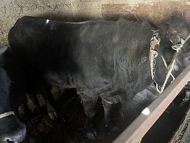 Продаю | Бык (самец) | На откорм | Привязанные at lalafo.kg Продаю | Бык (самец) | На откорм | Привязанные