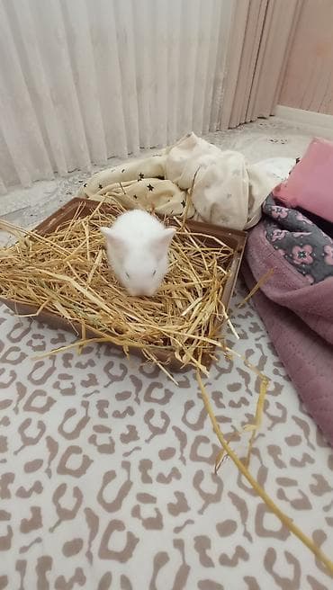 Милый декоративный кролик белого окраса. кролику пол месяца. продается at lalafo.kg Милый декоративный кролик белого окраса. кролику пол месяца. продается