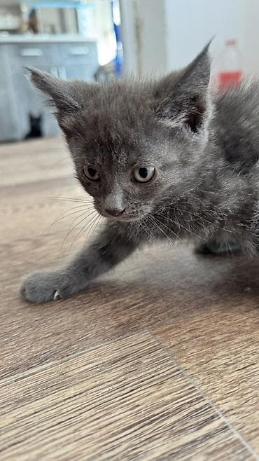 Котята и взрослая кошка серого окраса. На фото — несколько домашних at lalafo.kg Котята и взрослая кошка серого окраса. На фото — несколько домашних