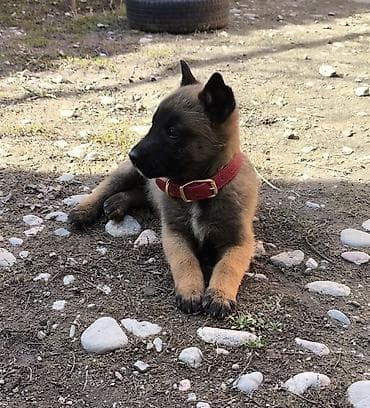 Бельгийская овчарка, 2 месяца, Самка, С прививкой at lalafo.kg Бельгийская овчарка, 2 месяца, Самка, С прививкой