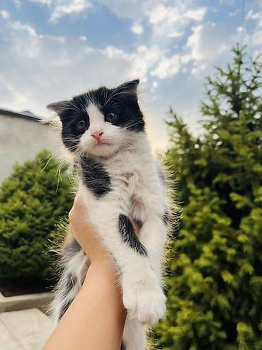 Котёнок черно-белого окраса (арлекин/би-колор). - Полудлинная, мягкая at lalafo.kg — 1 Котёнок черно-белого окраса (арлекин/би-колор). - Полудлинная, мягкая — 1