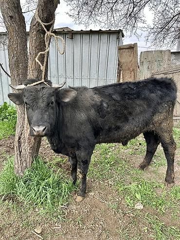 Продаю | Бык (самец) | На откорм, Для разведения | Привязанные at lalafo.kg Продаю | Бык (самец) | На откорм, Для разведения | Привязанные