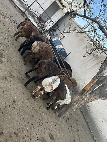 Продаю | Ягненок | На забой | Племенные at lalafo.kg Продаю | Ягненок | На забой | Племенные