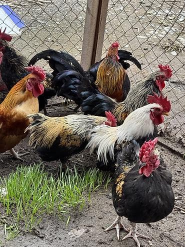 Продаю | Петух | Для разведения at lalafo.kg Продаю | Петух | Для разведения