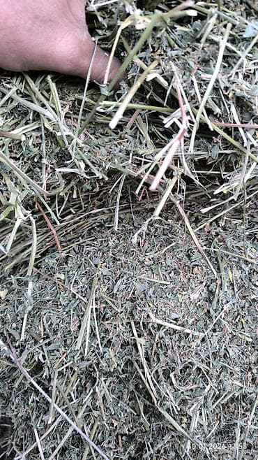 Сено/люцерна прессованная в тюках 3 укос - Кормовая люцерна с высоким at lalafo.kg Сено/люцерна прессованная в тюках 3 укос - Кормовая люцерна с высоким