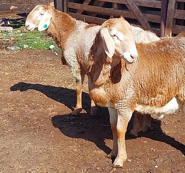 Продаю | Ягненок, Баран (самец) | Для разведения | Племенные, Осеменитель at lalafo.kg — 2 Продаю | Ягненок, Баран (самец) | Для разведения | Племенные, Осеменитель — 2