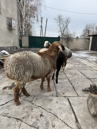 Продаю | Баран (самец) | На забой, Для разведения at lalafo.kg Продаю | Баран (самец) | На забой, Для разведения