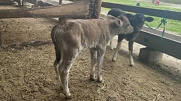 Продаю | Бык (самец), Тёлка | Для разведения at lalafo.kg Продаю | Бык (самец), Тёлка | Для разведения