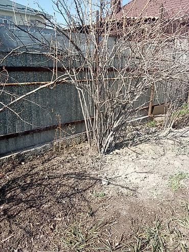 Роза: Саженцы смородины кустарника из собственного сада. - Многолетний куст at lalafo.kg — 6 Роза: Саженцы смородины кустарника из собственного сада. - Многолетний куст — 6