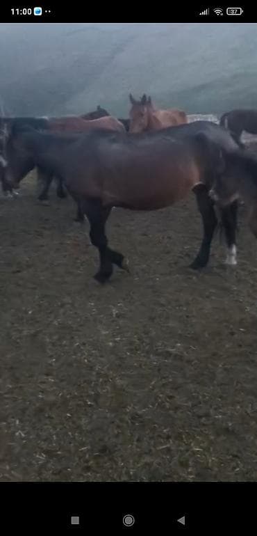 Продаю | Кобыла (самка) | Для разведения at lalafo.kg Продаю | Кобыла (самка) | Для разведения