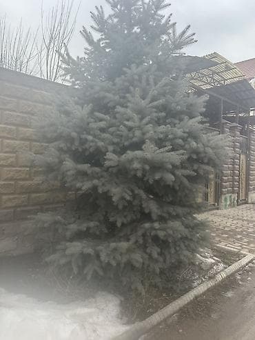 Ель голубая (Picea pungens Glauca) — декоративное хвойное дерево для at lalafo.kg Ель голубая (Picea pungens Glauca) — декоративное хвойное дерево для