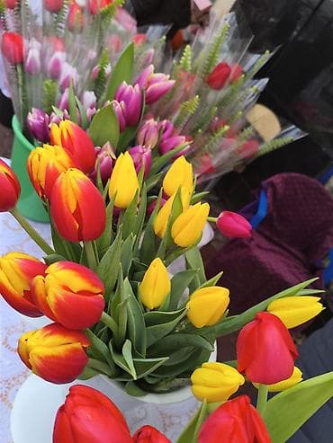 LED гирляндалар: ЯРМАРКА ВЕФА ГОРЬКОГО Тюльпаны и готовые букеты - Сорта и расцветки lalafo.kg да — 1 LED гирляндалар: ЯРМАРКА ВЕФА ГОРЬКОГО Тюльпаны и готовые букеты - Сорта и расцветки — 1