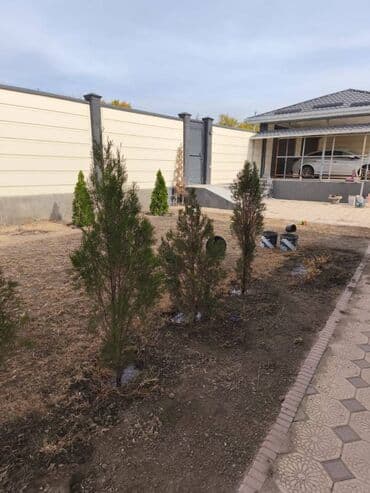 мягкая мебель в рассрочку бишкек: Көчөттөр дарактардын: Туялар, Өзү алып кетүү lalafo.kg да — 4 мягкая мебель в рассрочку бишкек: Көчөттөр дарактардын: Туялар, Өзү алып кетүү — 4