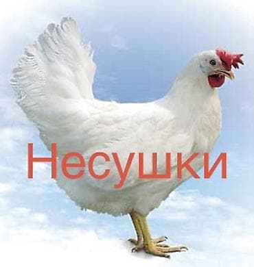 Продаю | Куры | Домашняя | Несушки at lalafo.kg Продаю | Куры | Домашняя | Несушки