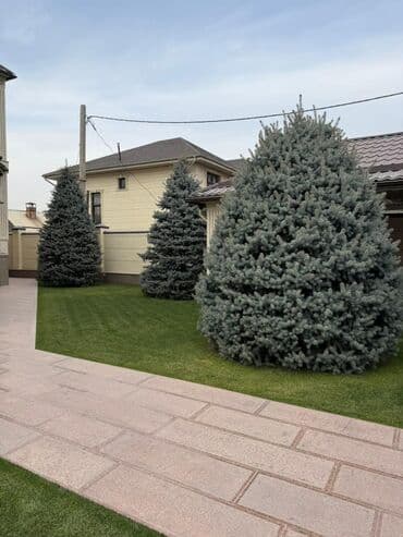 Ель колючая (голубая ель, Picea pungens) для озеленения участка at lalafo.kg Ель колючая (голубая ель, Picea pungens) для озеленения участка