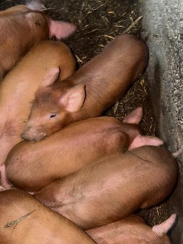 Продаю | Поросенок | Дюрок | Для разведения at lalafo.kg Продаю | Поросенок | Дюрок | Для разведения