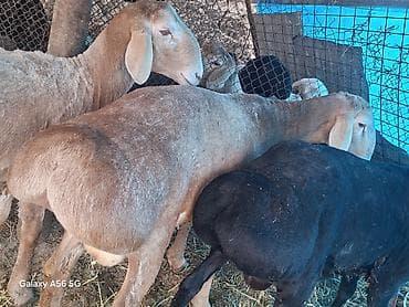 Продаю | Баран (самец) | Арашан at lalafo.kg Продаю | Баран (самец) | Арашан