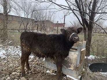 Продаю | Музоо, торпок | Полукровка | На откорм | Привязанные at lalafo.kg Продаю | Музоо, торпок | Полукровка | На откорм | Привязанные