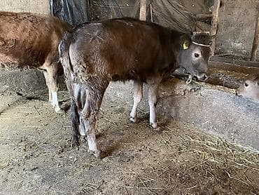 Продаю | Тёлка | На откорм | Привязанные at lalafo.kg Продаю | Тёлка | На откорм | Привязанные