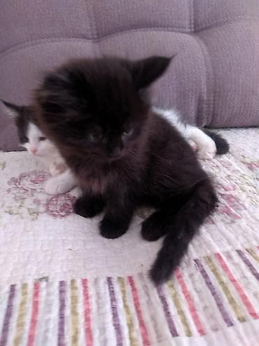 Пушистые котята, мальчики, ищут добрых и заботливых хозяев. Им по 2 at lalafo.kg Пушистые котята, мальчики, ищут добрых и заботливых хозяев. Им по 2