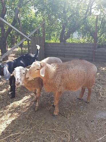 Продаю | Овца (самка) | Для разведения at lalafo.kg Продаю | Овца (самка) | Для разведения