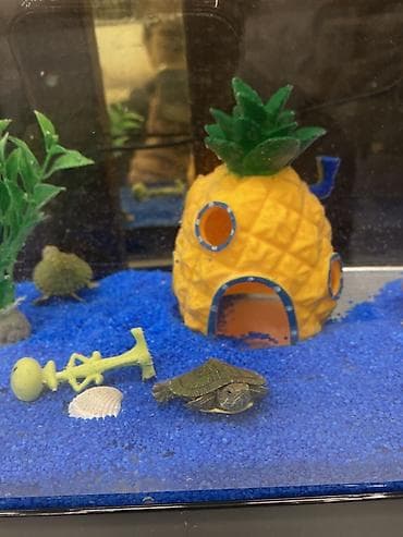 Аквариумный комплект для мелких водных черепах/креветок/рыб Состав at lalafo.kg Аквариумный комплект для мелких водных черепах/креветок/рыб Состав