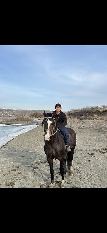 Продаю | Жеребец | Полукровка | Рабочий, Конный спорт | Племенные at lalafo.kg Продаю | Жеребец | Полукровка | Рабочий, Конный спорт | Племенные