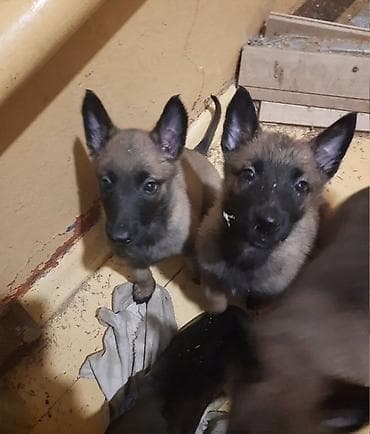 Щенки породы бельгийская овчарка (малинуа). - Возраст: щенки, ровный at lalafo.kg Щенки породы бельгийская овчарка (малинуа). - Возраст: щенки, ровный