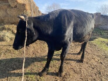 Продаю | Корова (самка) | Голштин | Для молока | Привязанные at lalafo.kg Продаю | Корова (самка) | Голштин | Для молока | Привязанные