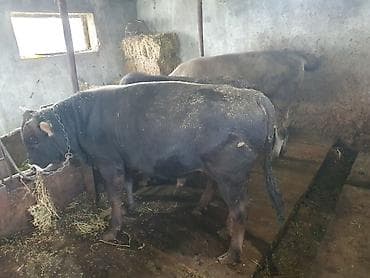Продаю | Бык (самец) | На откорм | Привязанные at lalafo.kg Продаю | Бык (самец) | На откорм | Привязанные