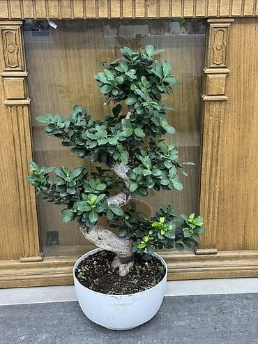 Фикус микрокарпа (Ginseng) в форме бонсай, в белом пластиковом кашпо at lalafo.kg Фикус микрокарпа (Ginseng) в форме бонсай, в белом пластиковом кашпо