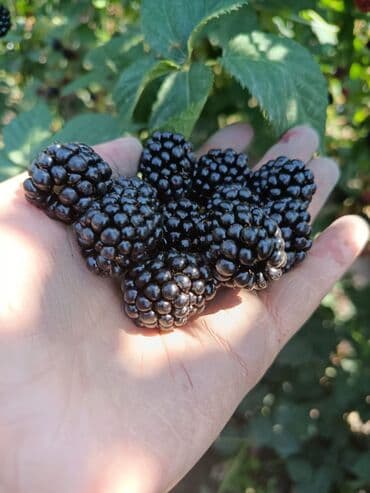 Ежемалинанын 3 жылдык кочоттору сатылат. сорт Лох-Несс 💯 at lalafo.kg Ежемалинанын 3 жылдык кочоттору сатылат. сорт Лох-Несс 💯