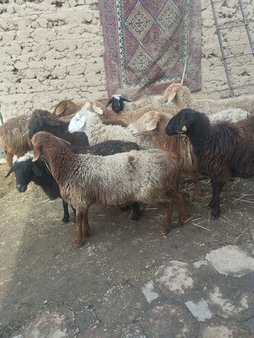 Продаю | Овца (самка) | Полукровка | Для разведения | Матка at lalafo.kg Продаю | Овца (самка) | Полукровка | Для разведения | Матка