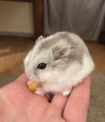 ПРОДАЮ СИРИЙСКИХ И ДЖУНГАРСКИХ ХОМЯЧКОВ,А ТАК ЖЕ at lalafo.kg ПРОДАЮ СИРИЙСКИХ И ДЖУНГАРСКИХ ХОМЯЧКОВ,А ТАК ЖЕ