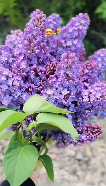 Куплю сирень Бишкек центре at lalafo.kg Куплю сирень Бишкек центре