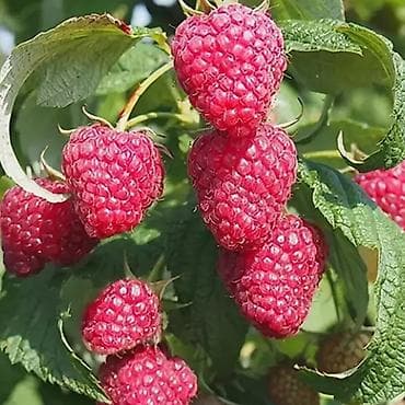 Малина көчөт сатылат 3чү жыл адаптация болгон Кыргызстанга сорт палана at lalafo.kg Малина көчөт сатылат 3чү жыл адаптация болгон Кыргызстанга сорт палана