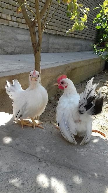 Продаются карликовые Шабо кур петух at lalafo.kg Продаются карликовые Шабо кур петух