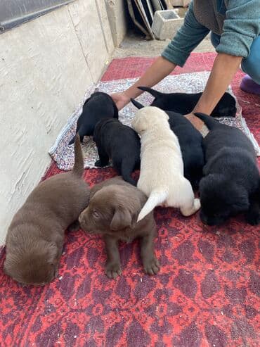 Лабрадор-ретривер, 2 месяца, Самец, С родословной at lalafo.kg Лабрадор-ретривер, 2 месяца, Самец, С родословной