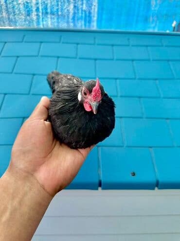 Продаю ЧЁРНЫЕ БЕНТАМКИ! at lalafo.kg Продаю ЧЁРНЫЕ БЕНТАМКИ!