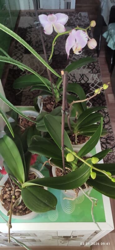 Продаются 4 орхидеи фаленопсис в прозрачных горшках. Цена :одна at lalafo.kg Продаются 4 орхидеи фаленопсис в прозрачных горшках. Цена :одна