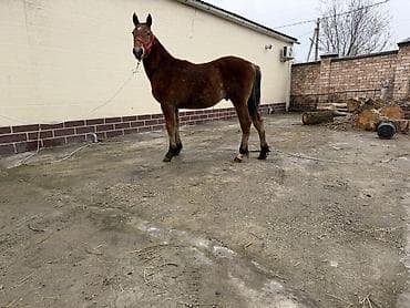 Продаю | Жеребенок | Конный спорт at lalafo.kg Продаю | Жеребенок | Конный спорт