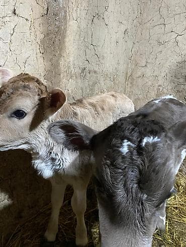 Сатам | Музоо | Аргын | Бордоп семиртүү үчүн lalafo.kg да — 1 Сатам | Музоо | Аргын | Бордоп семиртүү үчүн — 1